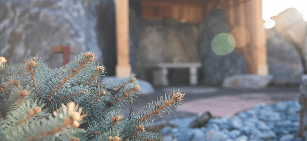 Close up of pine tree with blurred grotto in the background