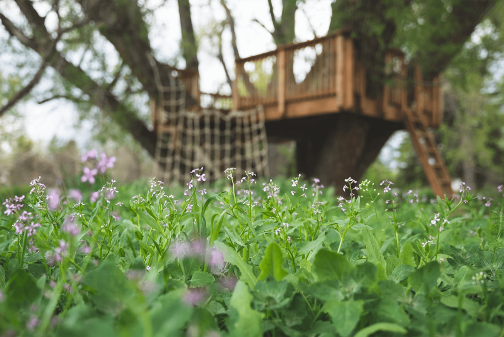 Delicate purple flowers with tree house in the background