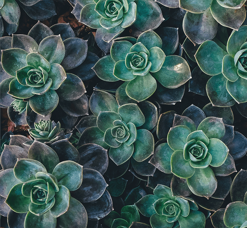 74: Meditation to Discover Your Needs (& Then Advocate for Them) close-up of green and purple succulents