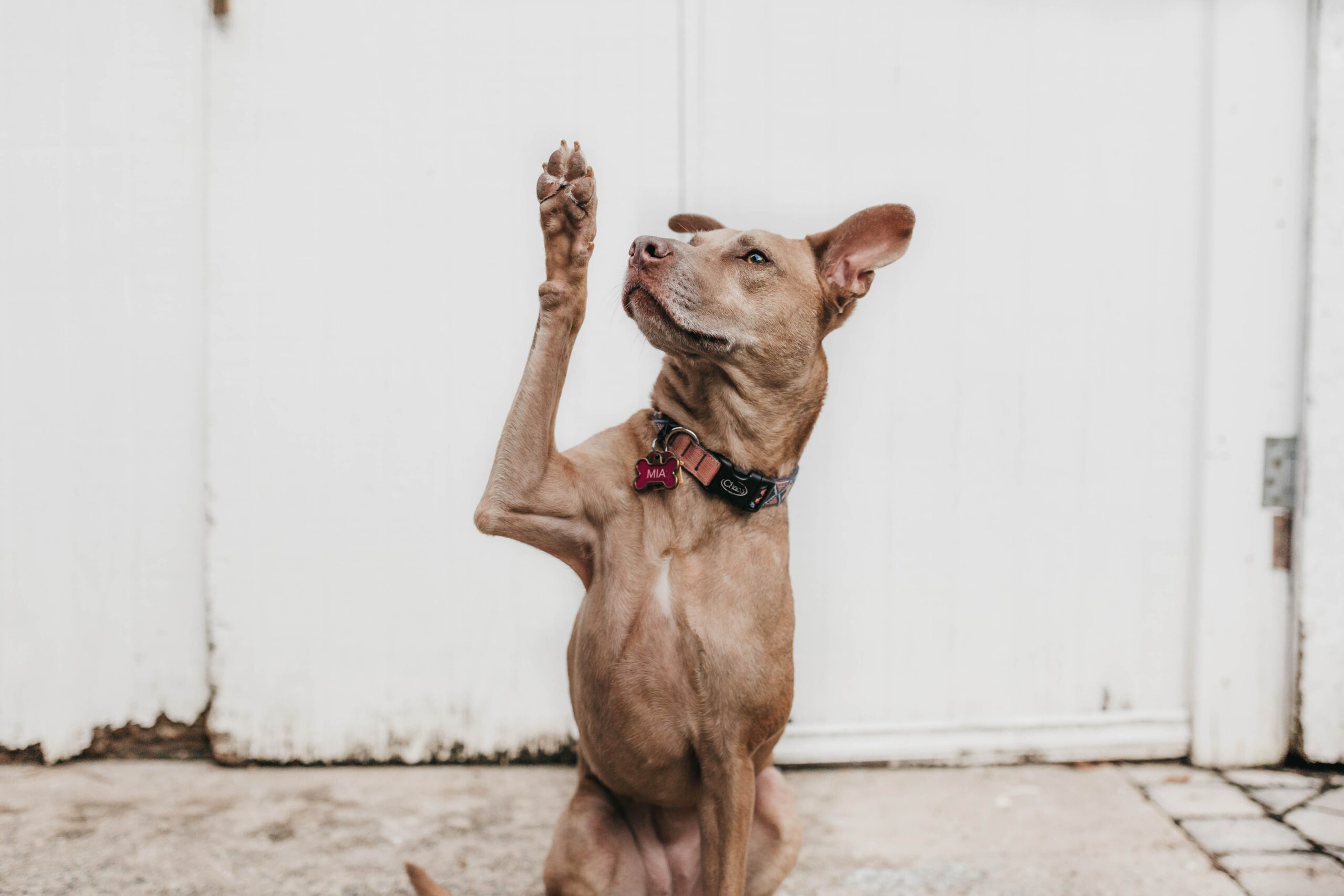 Taking Responsibility & Speaking Up a brown dog sitting with his front paw raised in the air