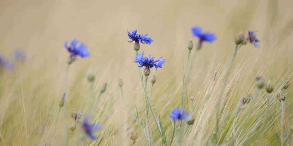 Letting Go close up of purple wildflowers in a yellow and green field