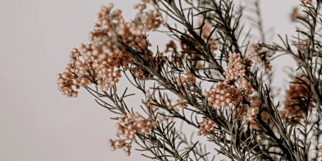 close up of pink flowers in front of a white wall