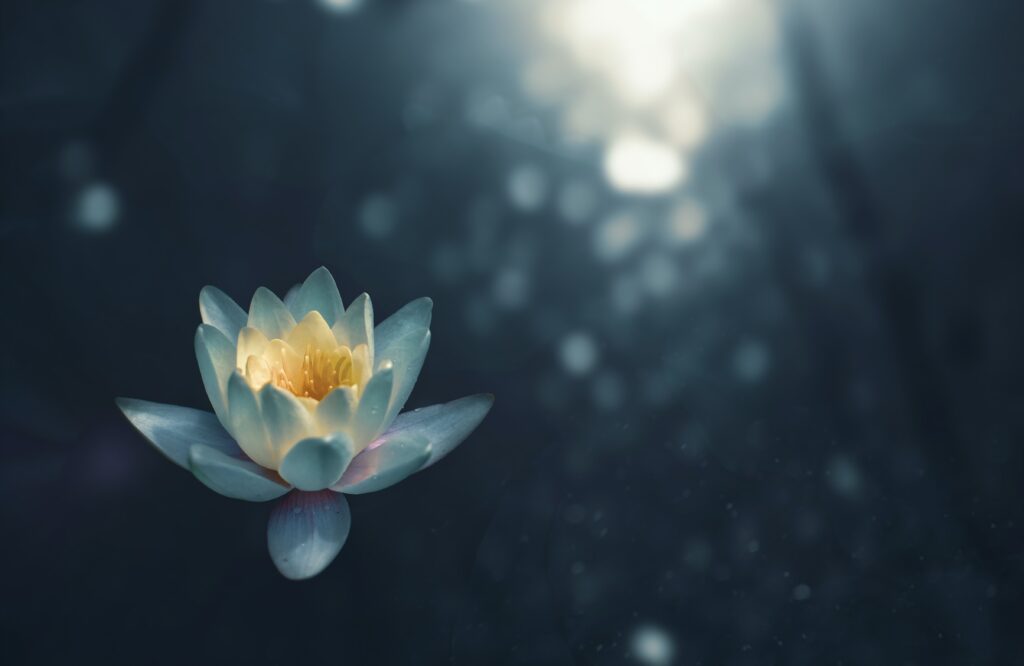 close up of a blue and yellow flower on a dark blue surface