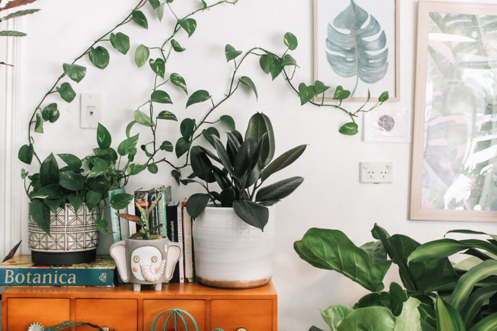 We all need a little fertilizer sometimes. several green houseplants on a wooden table against a white wall
