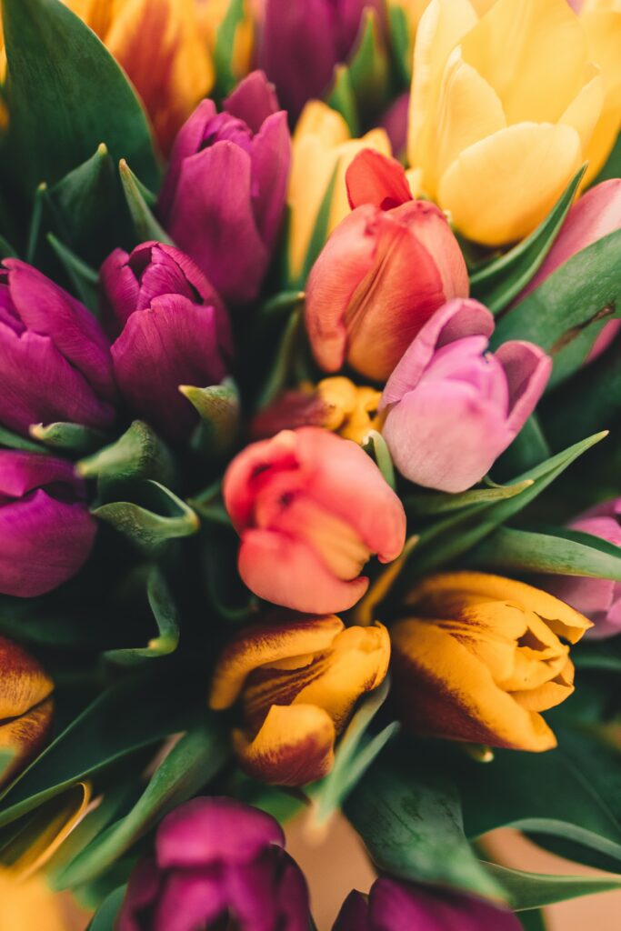 close up of red, pink, orange, and yellow tulips with green leaves