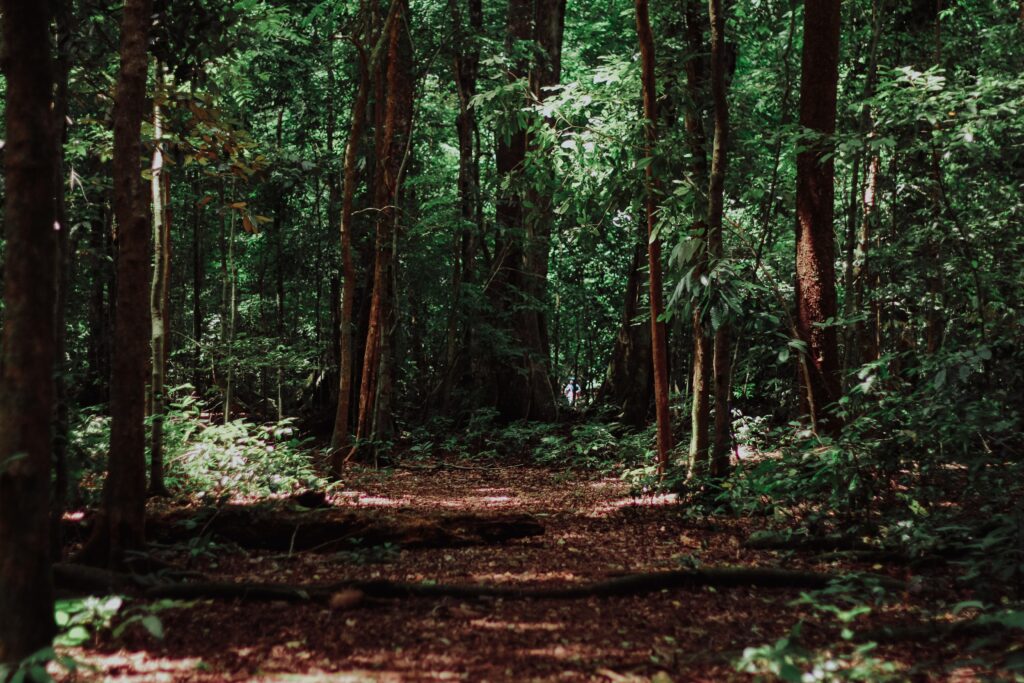 106: Past Life Regression: Uncovering the Souls Journey with Kevin Pennell a dark green forest with sunlight peeking through the trees