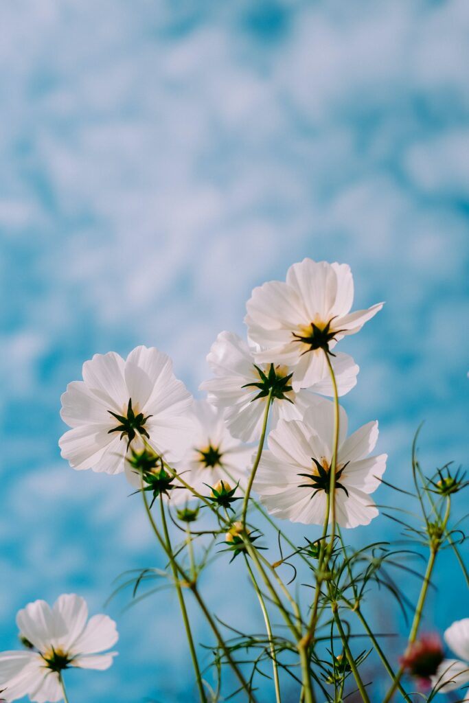 54: How to Spring Clean Your Life close up of white flowers with a green stem against a blue and white sky