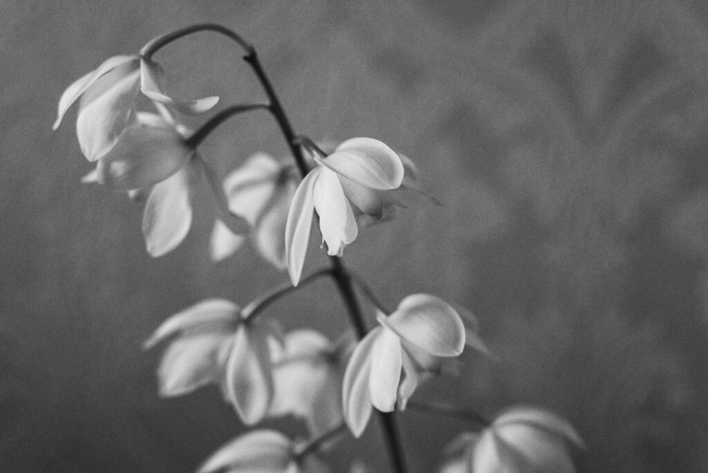 black and white image of drooping white flowers