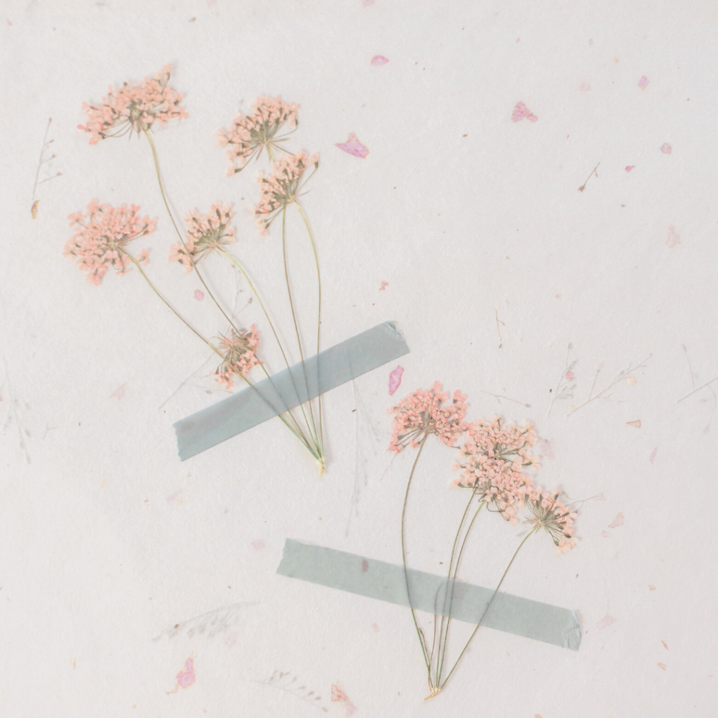 close up of two pink flower stems taped to a white background