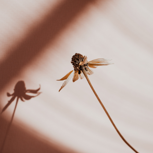 68: How to Prioritize Your Own Self-Care close up of a dried flower against a white background with brown shadows