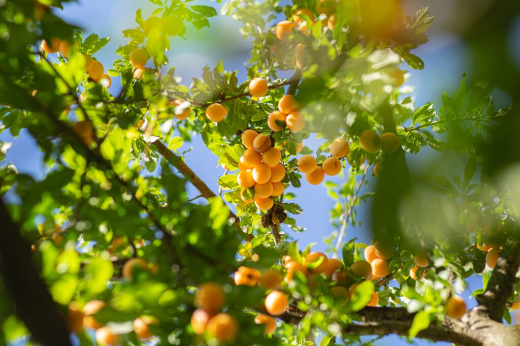 I Want You To Be Selfish AND Considerate close up of an orange tree and its leaves against a blue sky