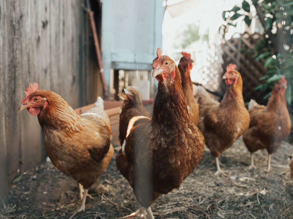99: Are You Playing Chicken In Your Communication? close up of five brown chickens on a mulch path