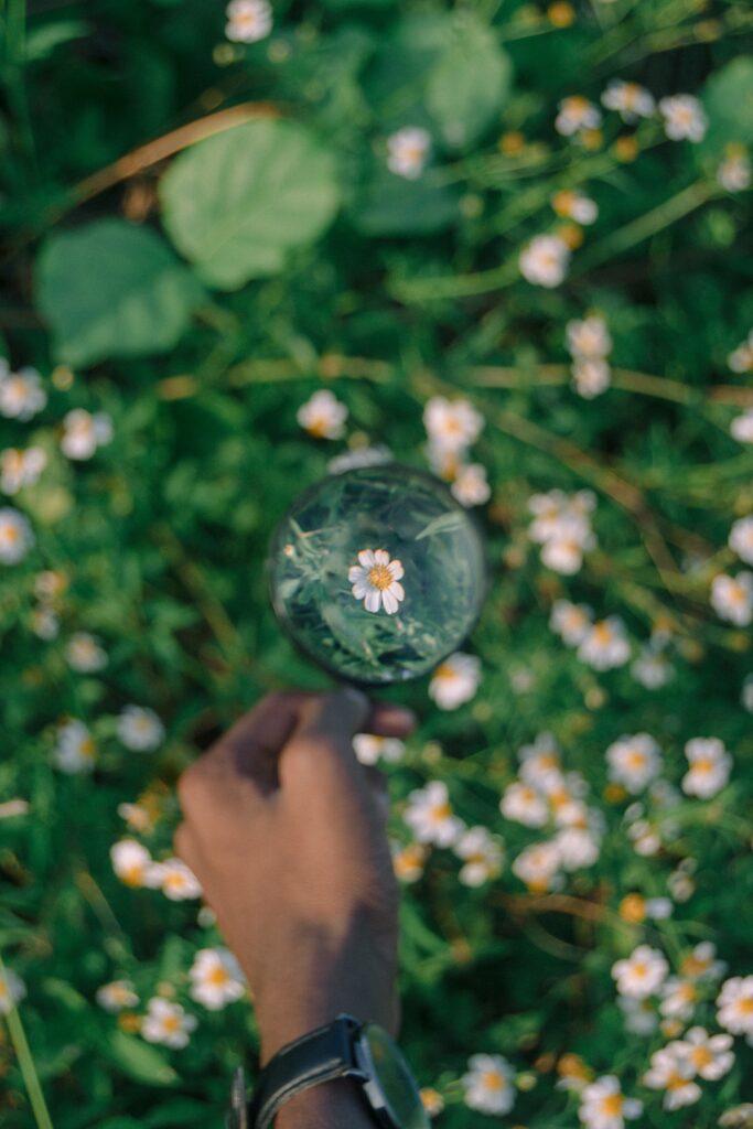 hand holding a magnifying glass over a bed of wildflowers