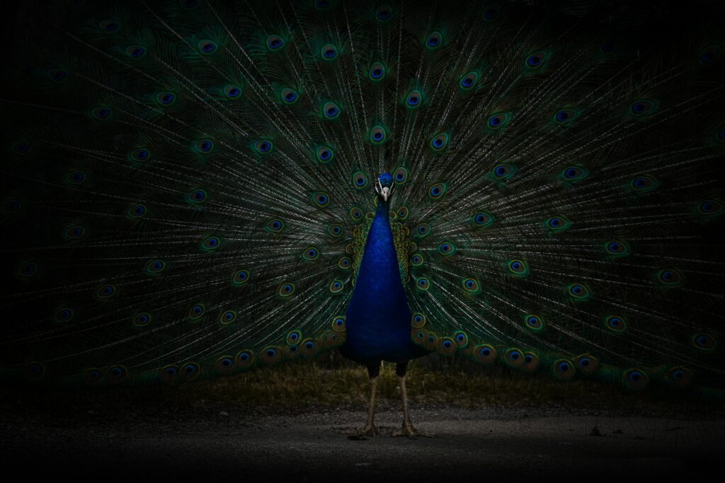 a peacock with green and blue feathers