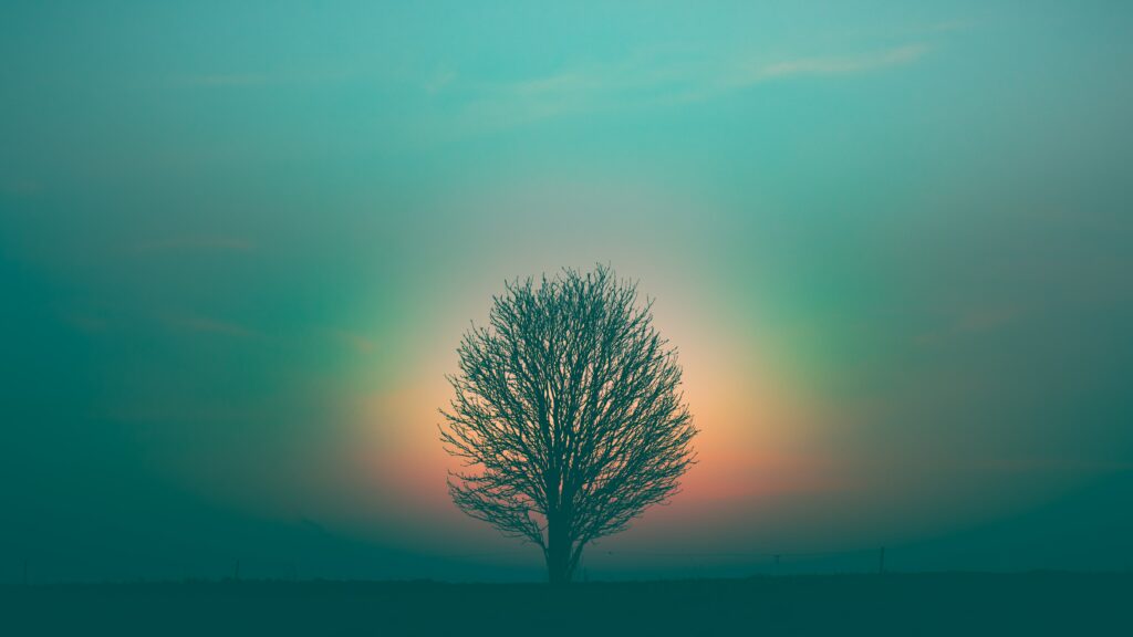 marek piwnicki tnhta3qKQtw unsplash