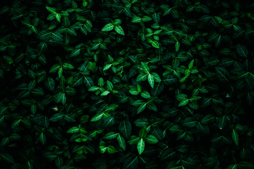pexels darius krause 2609107