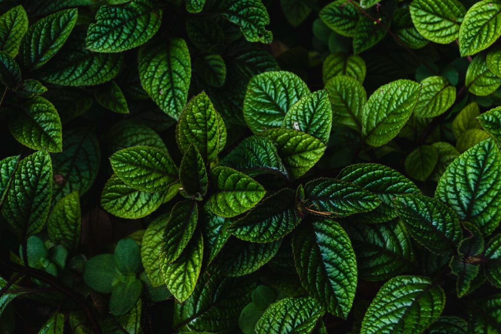 josefin 3TFvE51aVqA unsplash