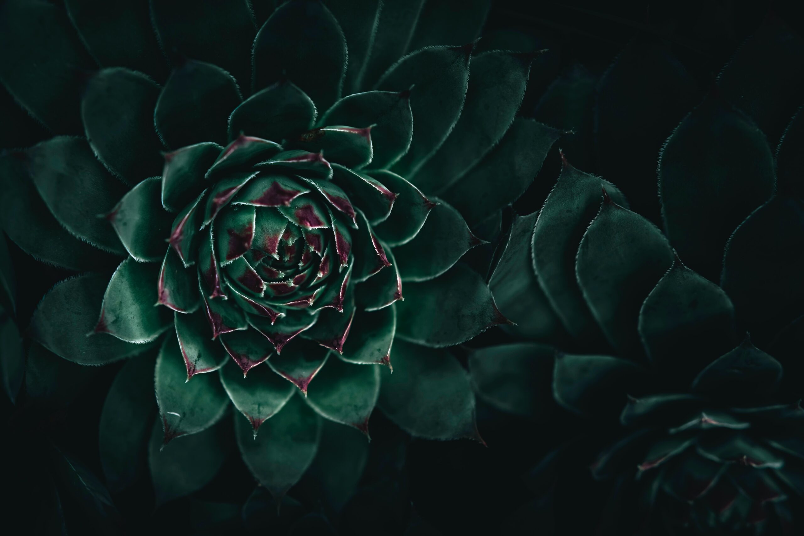 wyxina tresse HiqF0VJRYk unsplash