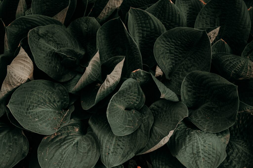 pexels irina iriser 943907