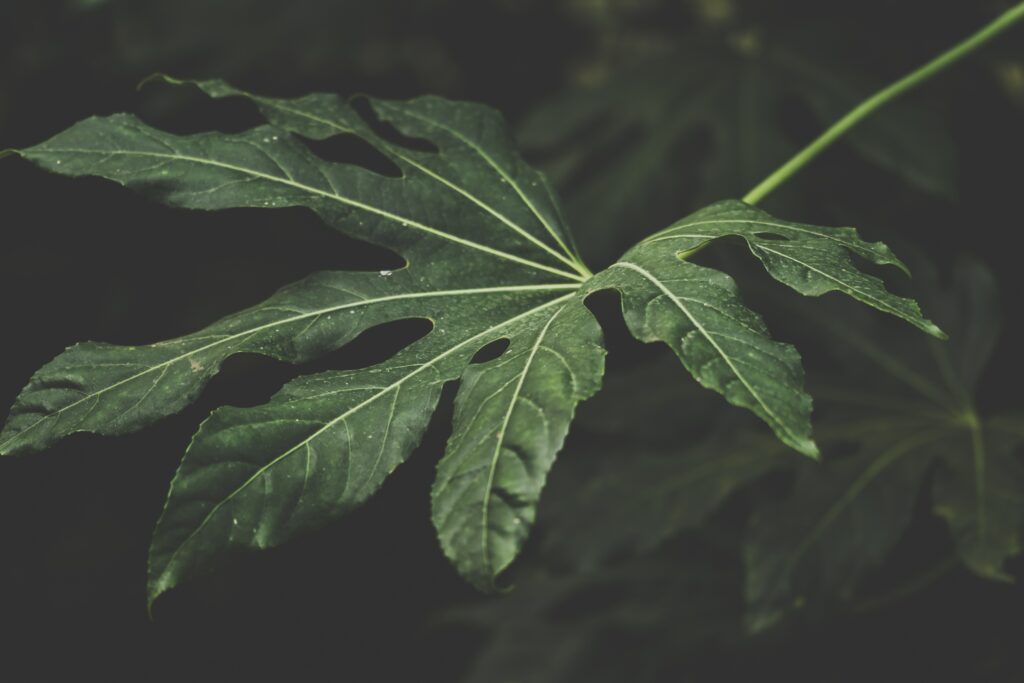 pexels ylanite koppens 1495161