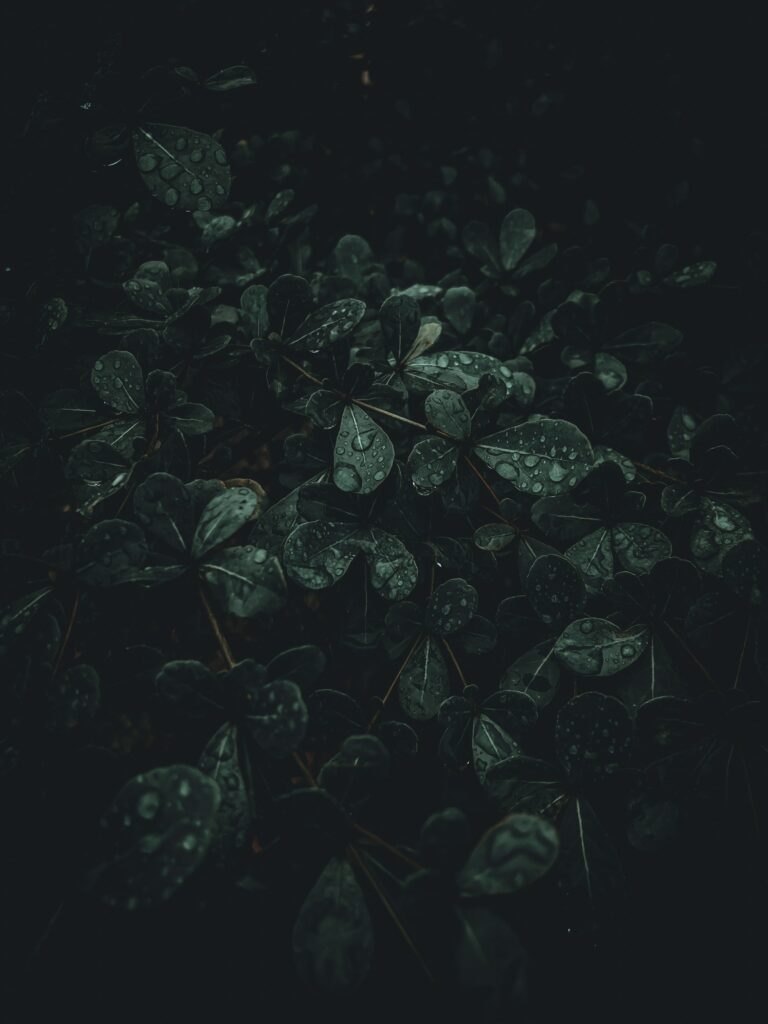 05: Lewy Body and Mindful Caregiving: End of Life Planning waseem khan 96u3Eo4TzM unsplash