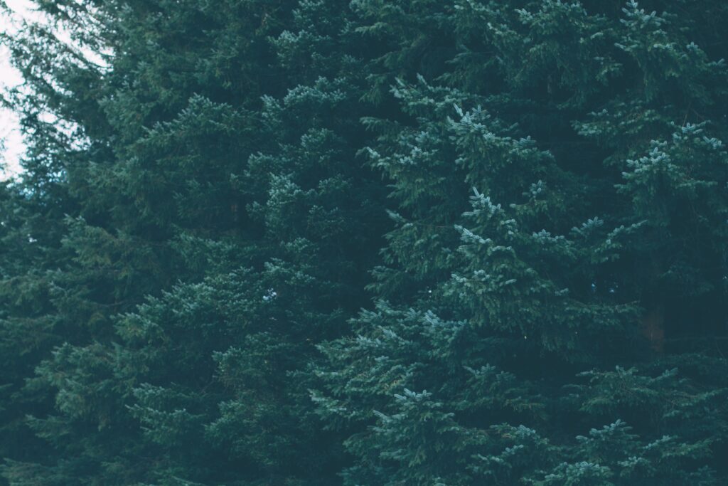 pexels sam forson 243136