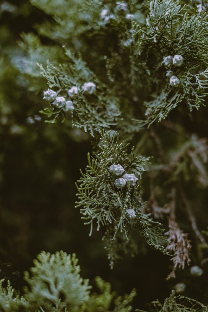 pexels plantpool images 4057127