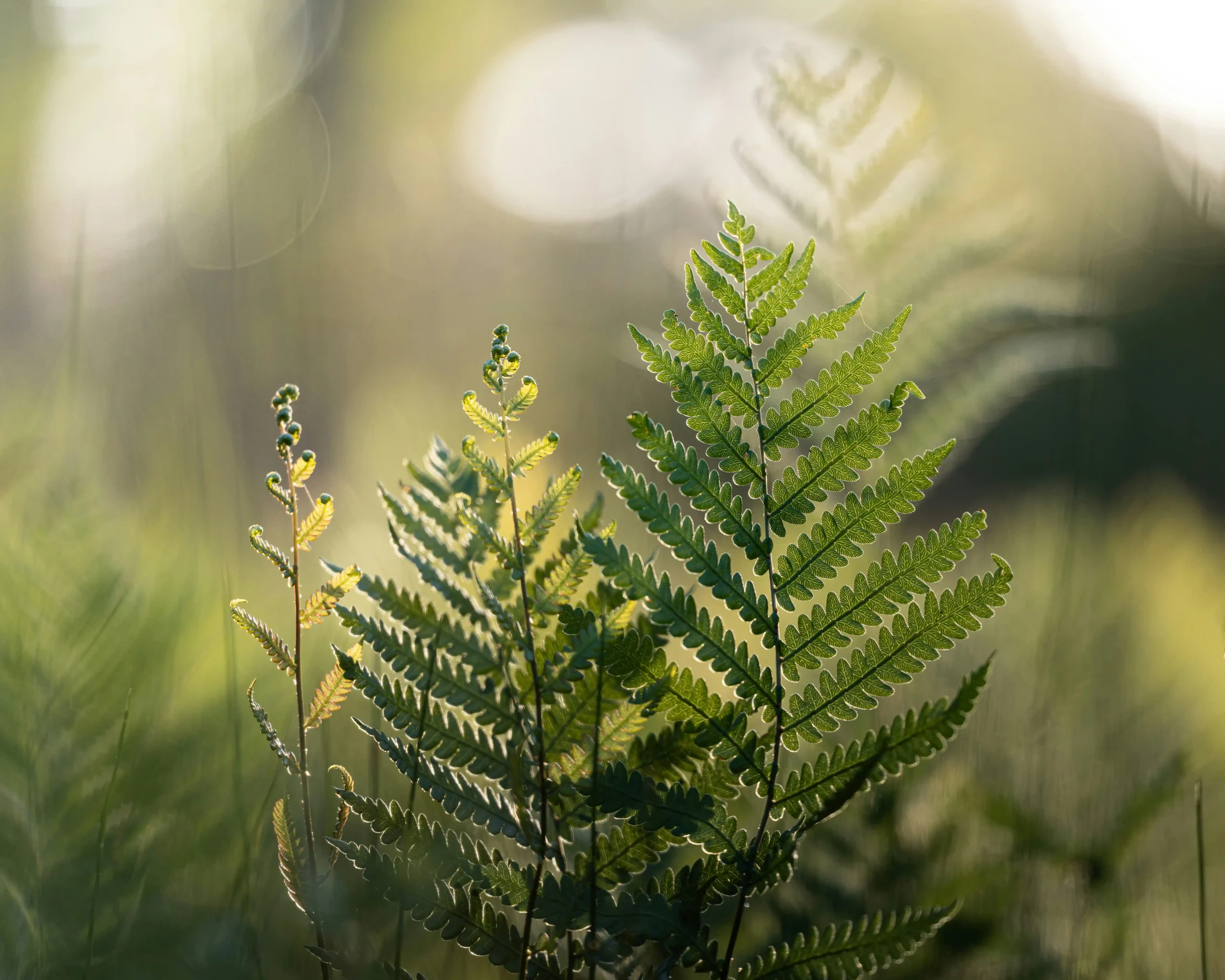 dmytro koplyk 4a3q57L8idg unsplash